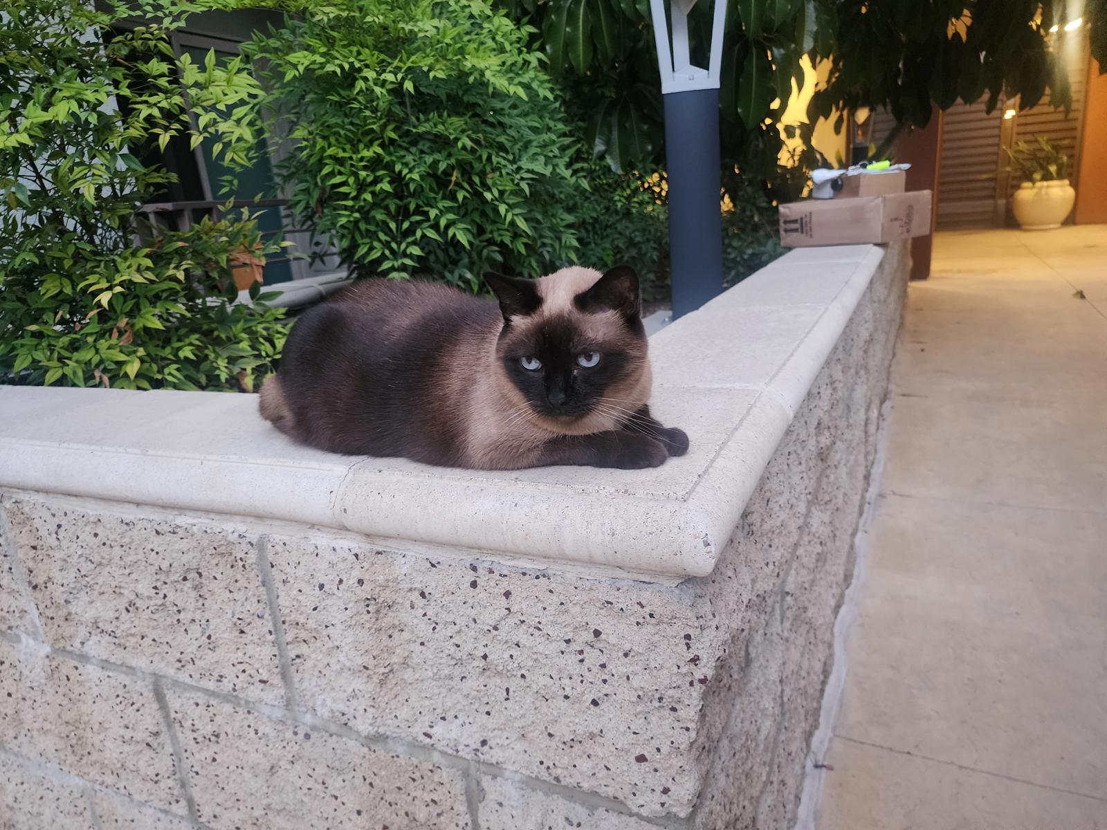 Vintage Siam Sterling Silver Niello Set 7pc 60g Thai Dancers Bracelets Pins